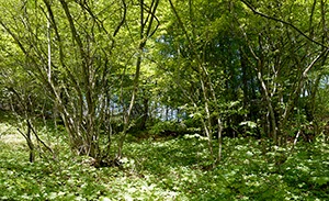 %_tempFileNameWaldlichtung%20Brilon%