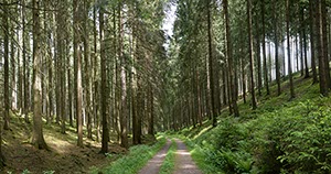 %_tempFileNameWaldweg%20Foeckinghausen%