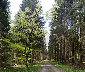 %_tempFileNameWaldweg%