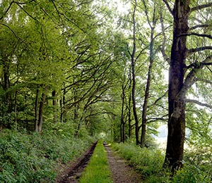 %_tempFileNameWeg%20Altenbueren%