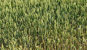 %_tempFileNameWeizen%201%