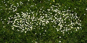 %_tempFileNameWiese%20Marienbluemchen%