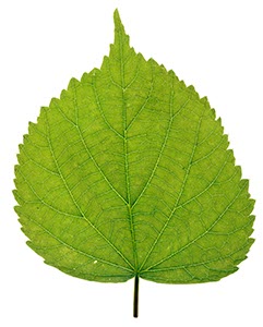 %_tempFileNameWinterlinde%20Blatt%