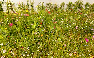 %_tempFileName_CMC5999%