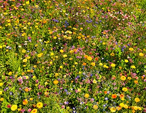 %_tempFileName_CMC6321%