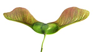 %_tempFileNameahornsamen%