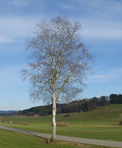 %_tempFileNameallgaeu%20birke%20solo%