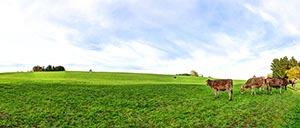 %_tempFileNameallgau%20weide%