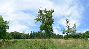 %_tempFileNamealter%20baum%2005%