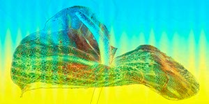 %_tempFileNameanthurie%20grafisch%201%