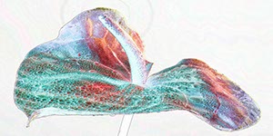 %_tempFileNameanthurie%20grafisch%202%