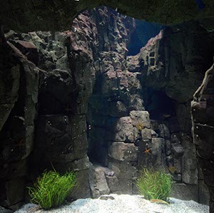 %_tempFileNameaquarium003%