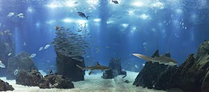 %_tempFileNameaquarium_mhN%