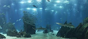 %_tempFileNameaquarium_mit_hai%