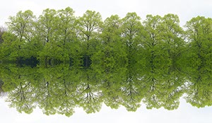 %_tempFileNamebaeume%20spiegelung%