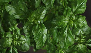 %_tempFileNamebasilikum%