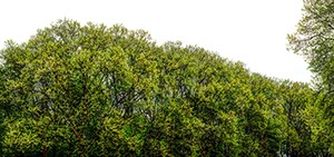 %_tempFileNamebaueme%20surreal%