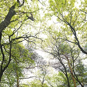 %_tempFileNamebaum%20himmel%20k%