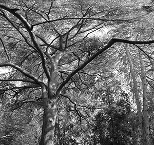 %_tempFileNamebaum%20hoch%20SW%