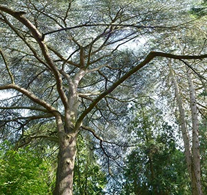 %_tempFileNamebaum%20hoch%20soft%