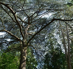 %_tempFileNamebaum%20hoch%