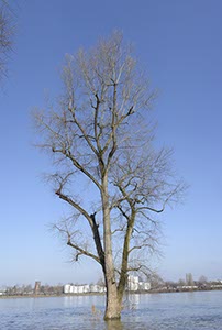 %_tempFileNamebaum_im_fluss%