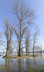 %_tempFileNamebaum_im_wasser%