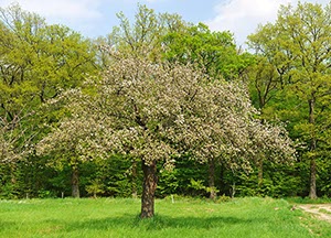 %_tempFileNamebaumbluete%