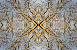 %_tempFileNamebaumkronen%204%