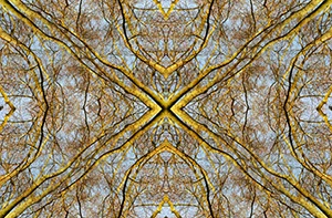 %_tempFileNamebaumkronen%205%