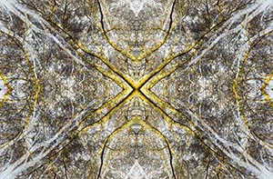 %_tempFileNamebaumkronen%20gelb%