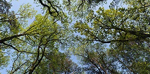 %_tempFileNamebaumkronen%