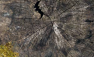 %_tempFileNamebaumscheibe%206%