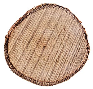 %_tempFileNamebaumscheibe%20birke%