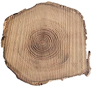 %_tempFileNamebaumscheibe%20rob%