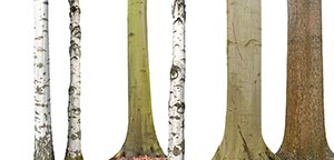 %_tempFileNamebaumstaemme%206%