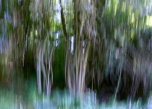 %_tempFileNamebewegter%20Wald%202%