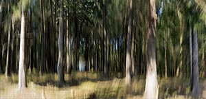 %_tempFileNamebewegter%20wald%20Altenbuerener%20Muehle.%