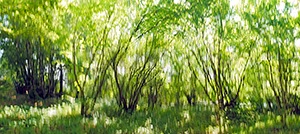 %_tempFileNamebewegter%20wald%20buschlandschaft%