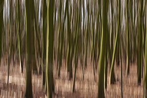 %_tempFileNamebewegter%20wald%20dortmund%