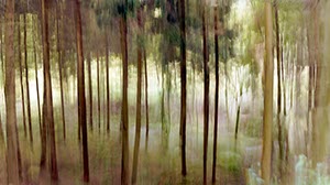 %_tempFileNamebewegter%20wald%20schmalla%204%