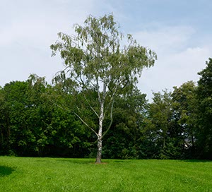 %_tempFileNamebirke%20einzeln%2002%