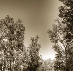 %_tempFileNamebirkenhimmel%20SW%20getont%