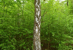 %_tempFileNamebirkenstamm%