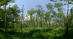 %_tempFileNamebirkenwald%20003%