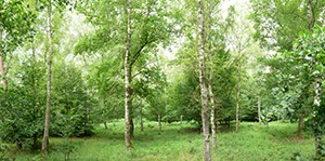 %_tempFileNamebirkenwald%20011%