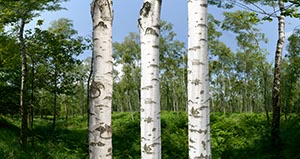 %_tempFileNamebirkenwald%20stamm%2003%