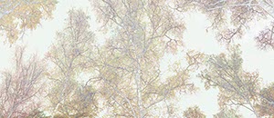 %_tempFileNamebirkenwald_grafisch1%