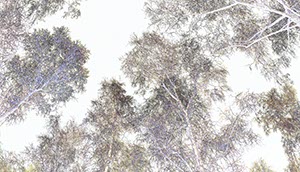 %_tempFileNamebirkenwald_grafisch2%