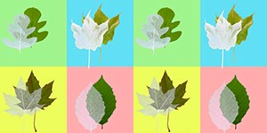 %_tempFileNameblaetter%20bunt%20skelette%